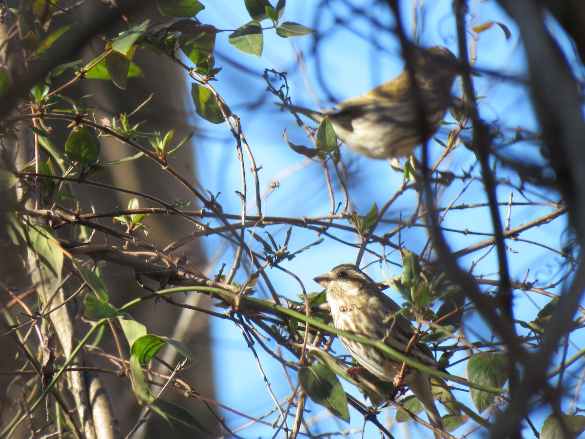 Purple Finch - ML529151761