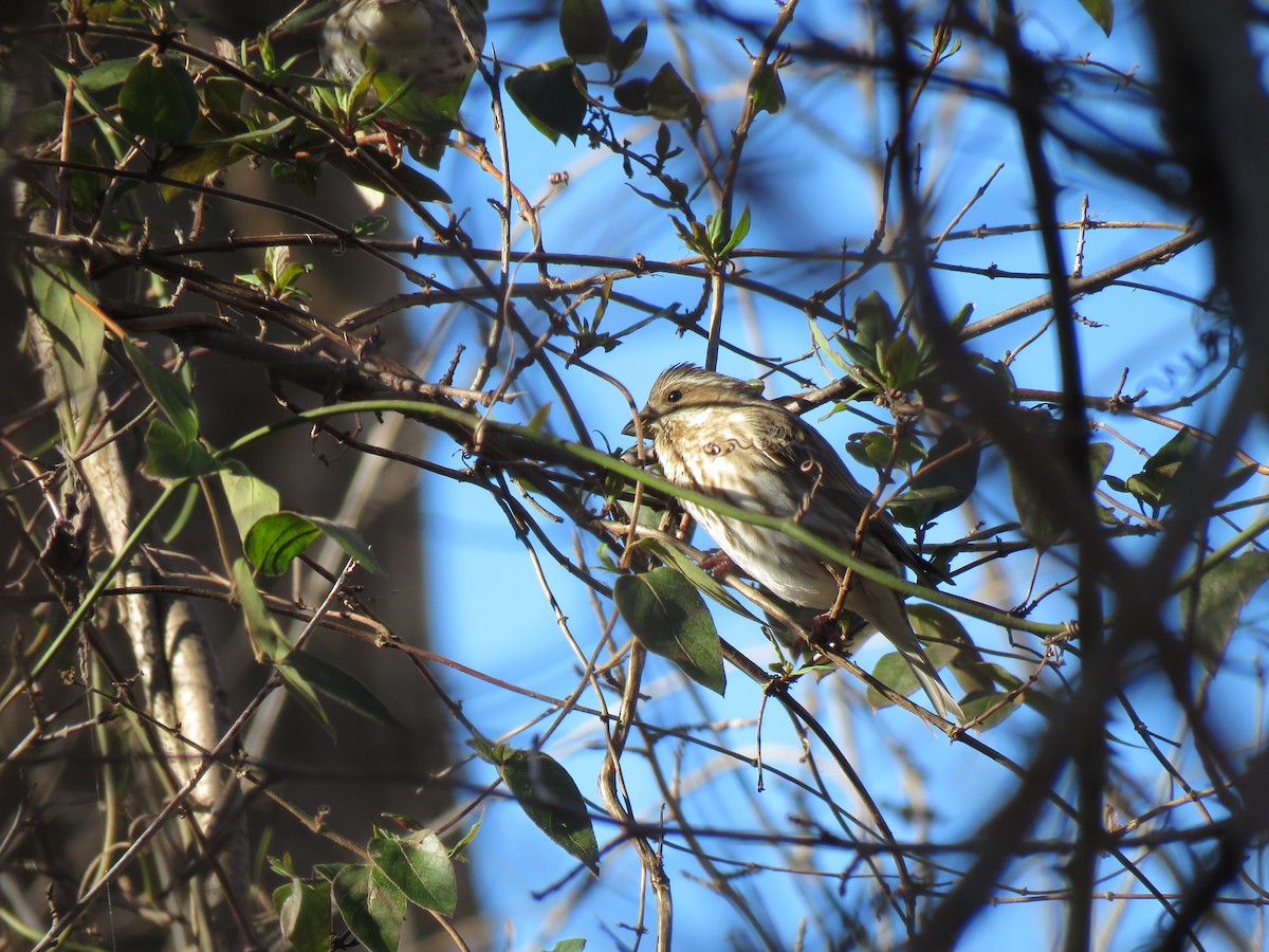 Purple Finch - ML529151791