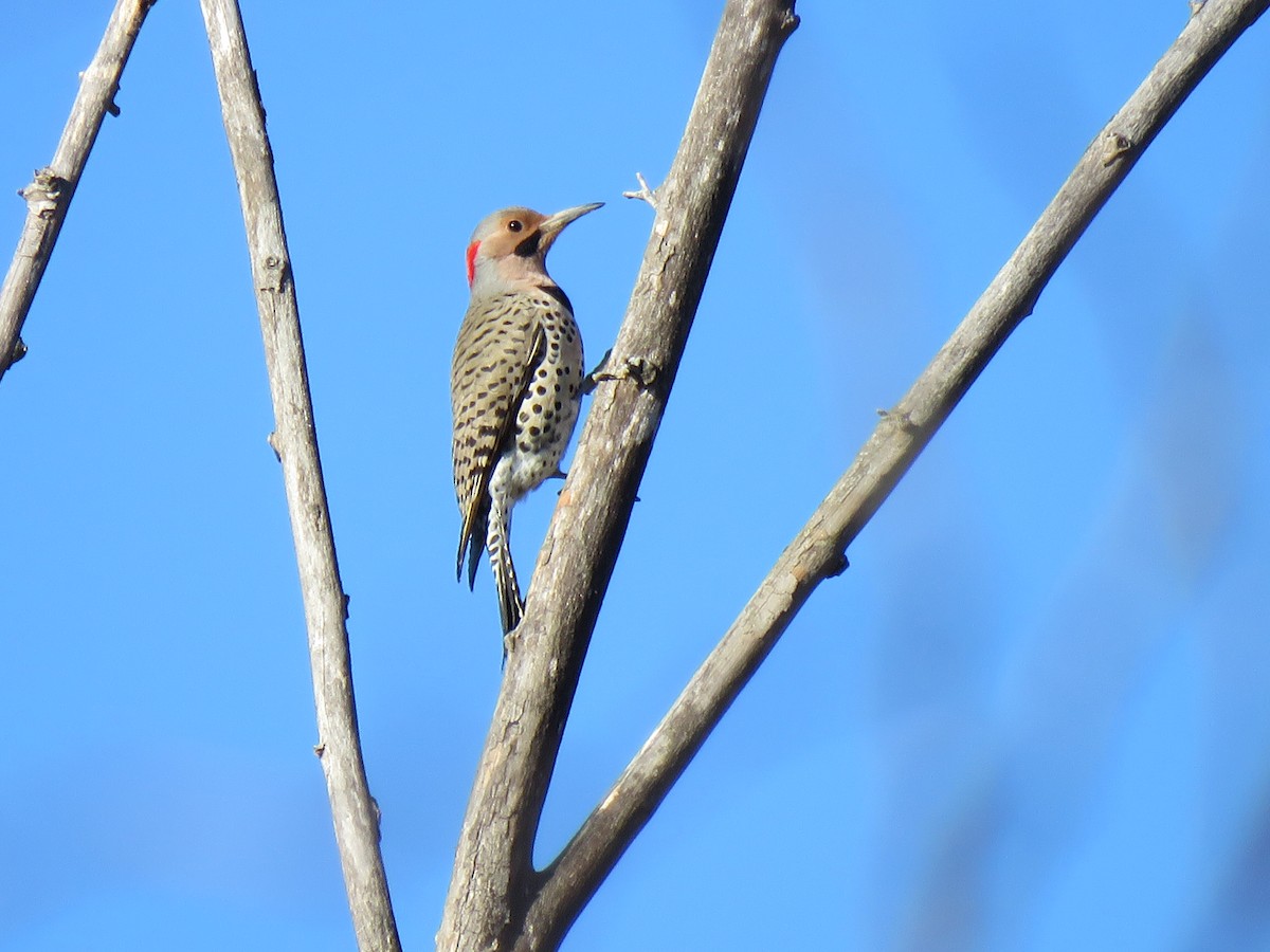 Northern Flicker - ML529151861