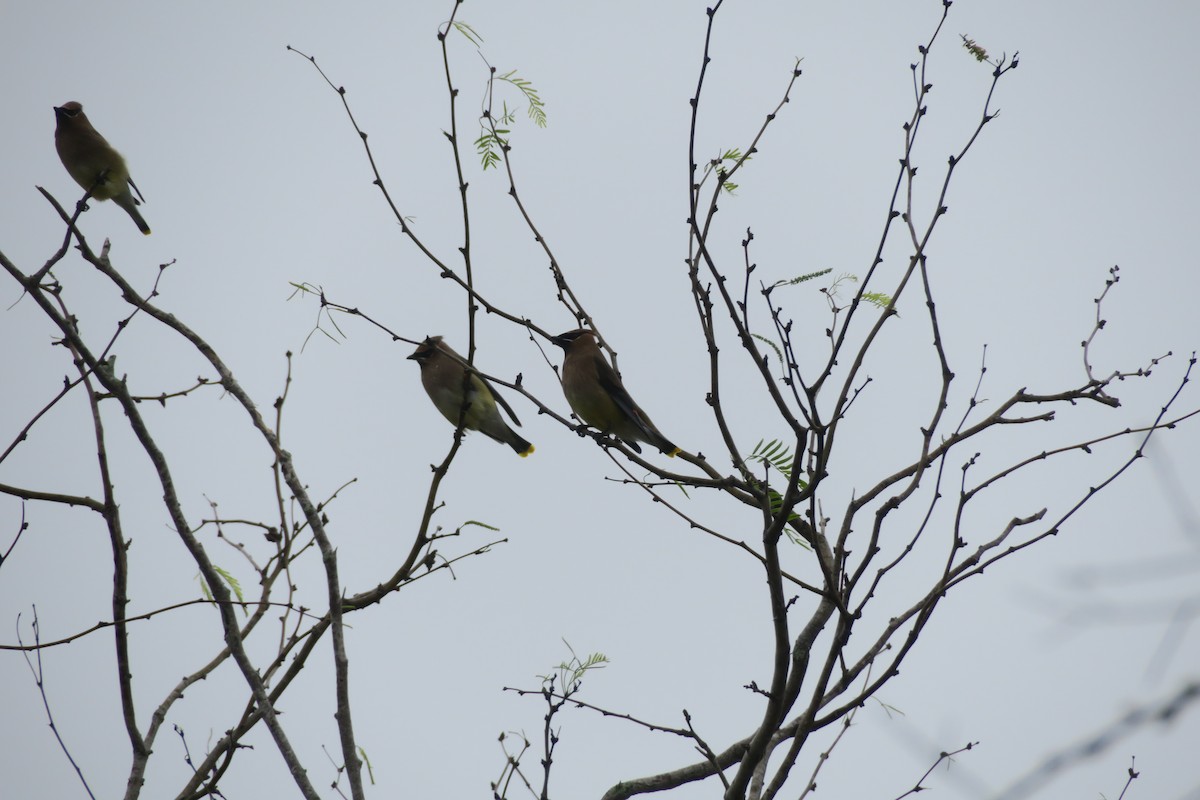 Cedar Waxwing - ML529152371