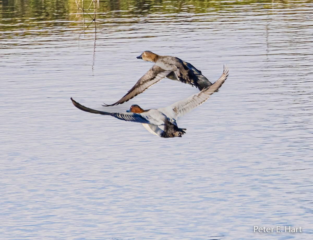 Canvasback - ML529154121