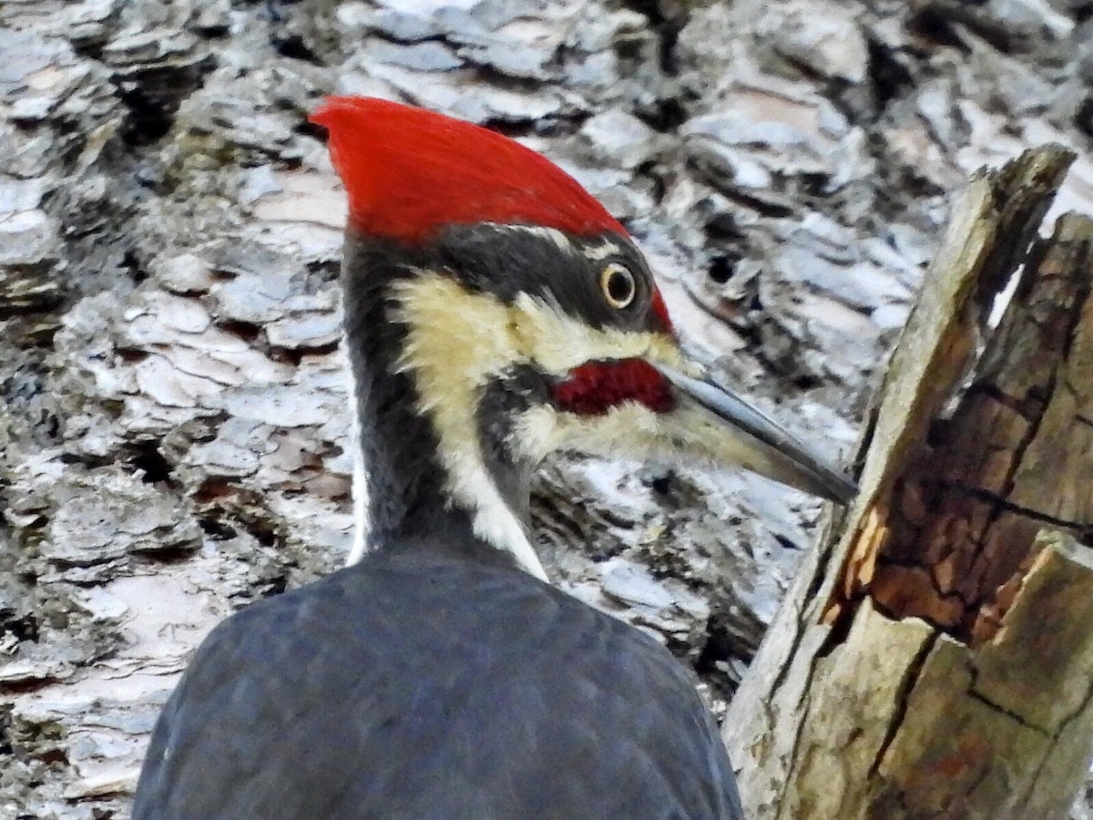 Pileated Woodpecker - ML529154731