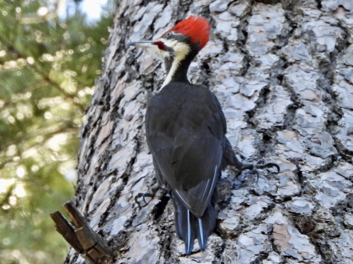 Pileated Woodpecker - ML529154741