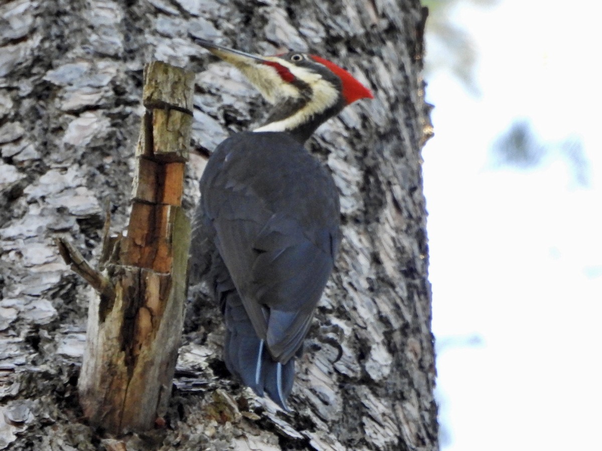 Pileated Woodpecker - ML529154751