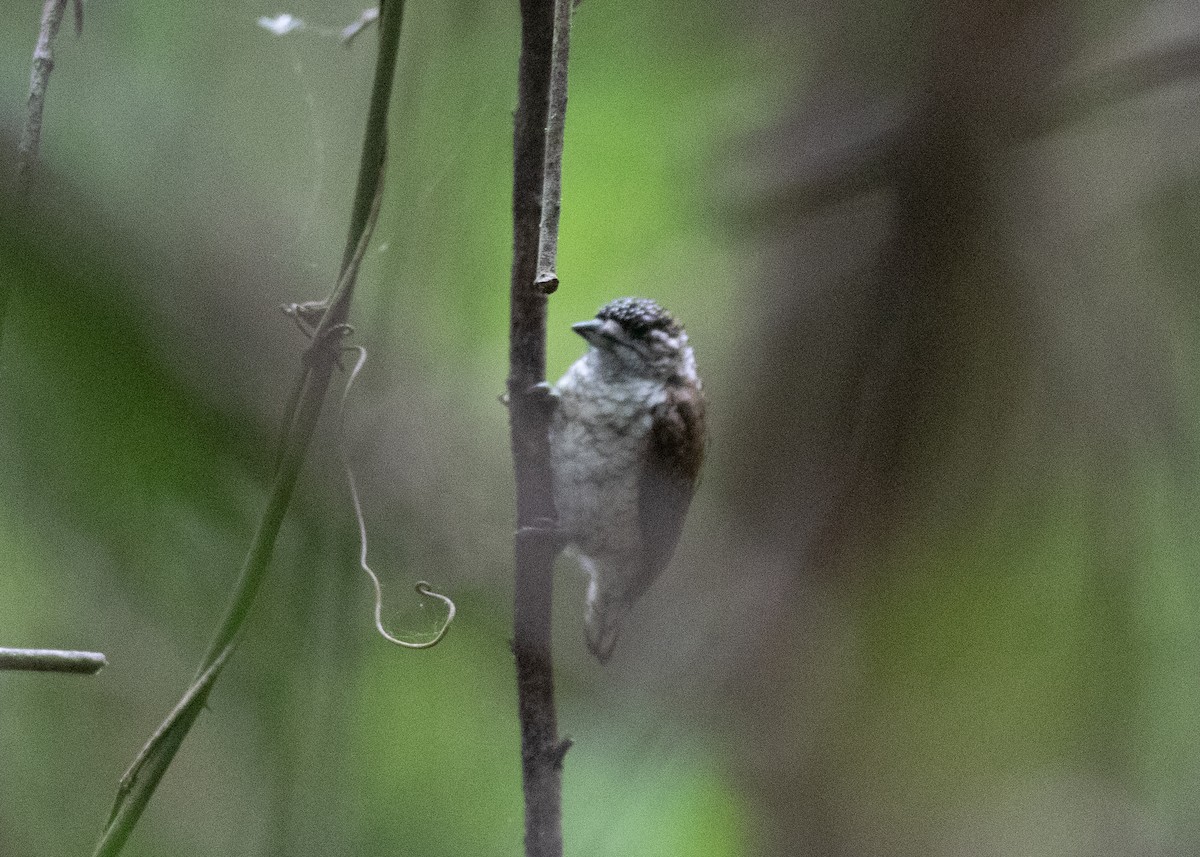 Scaled Piculet - ML529154781