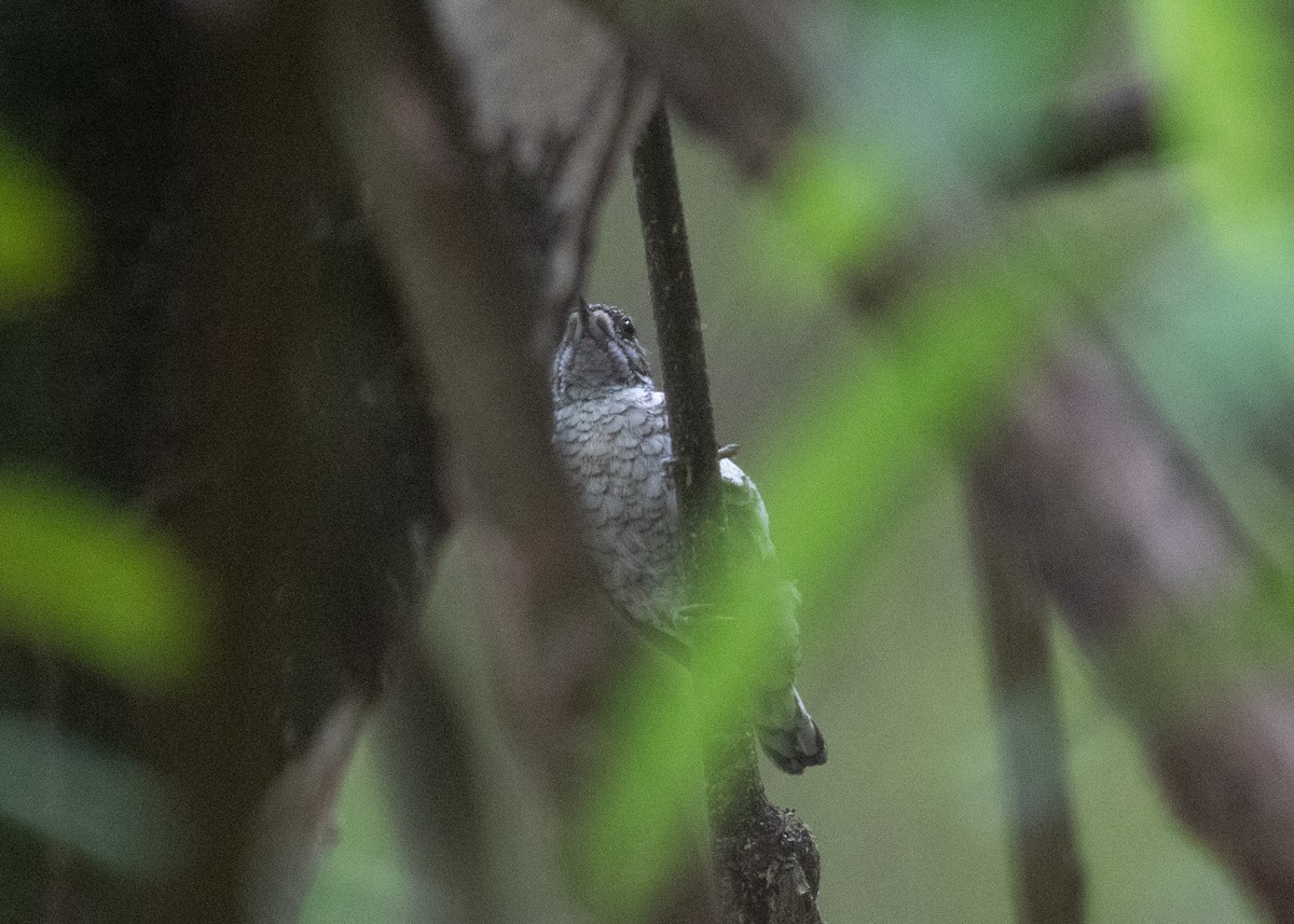 Scaled Piculet - ML529154791
