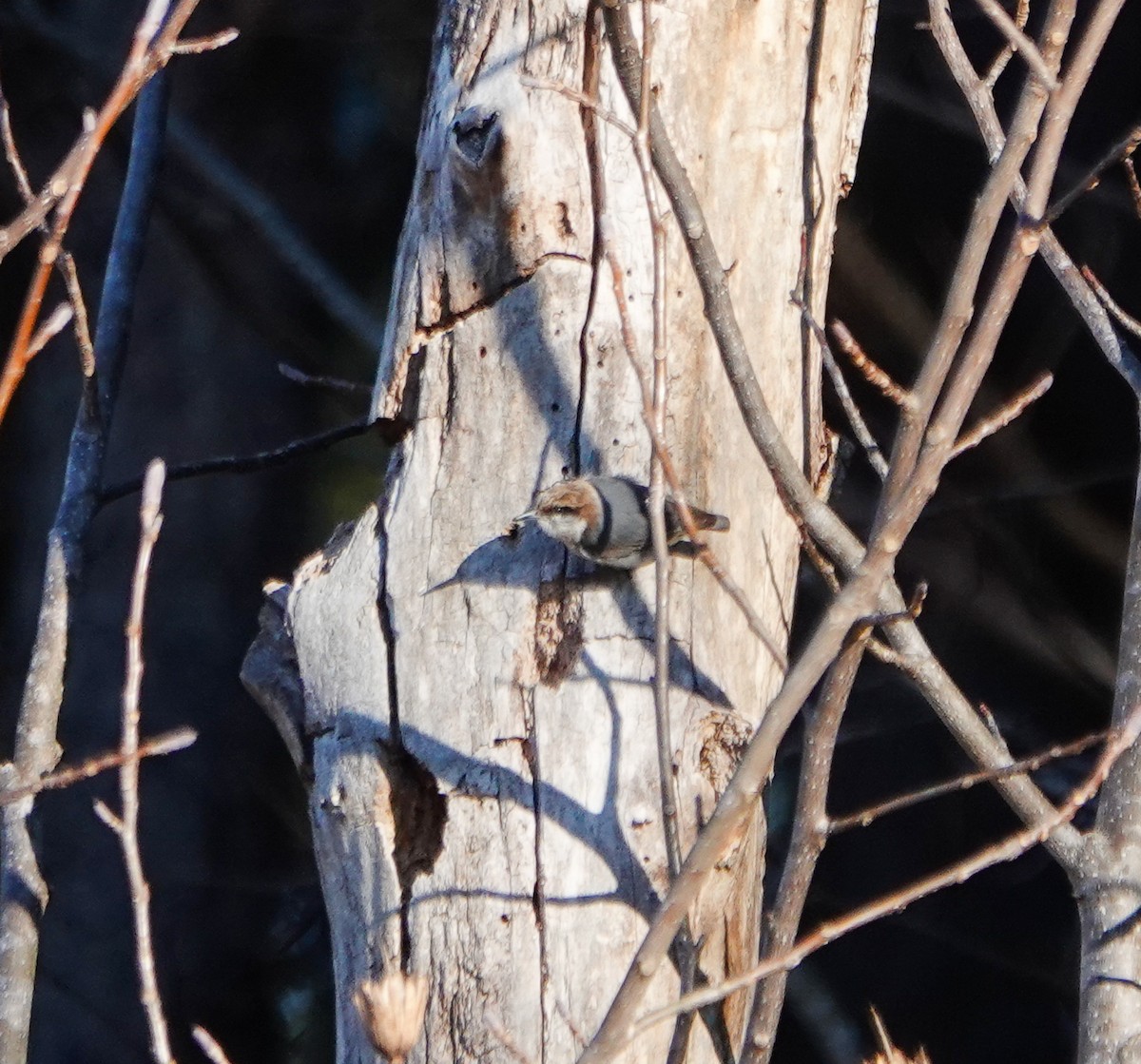 Brown-headed Nuthatch - Dave Hart