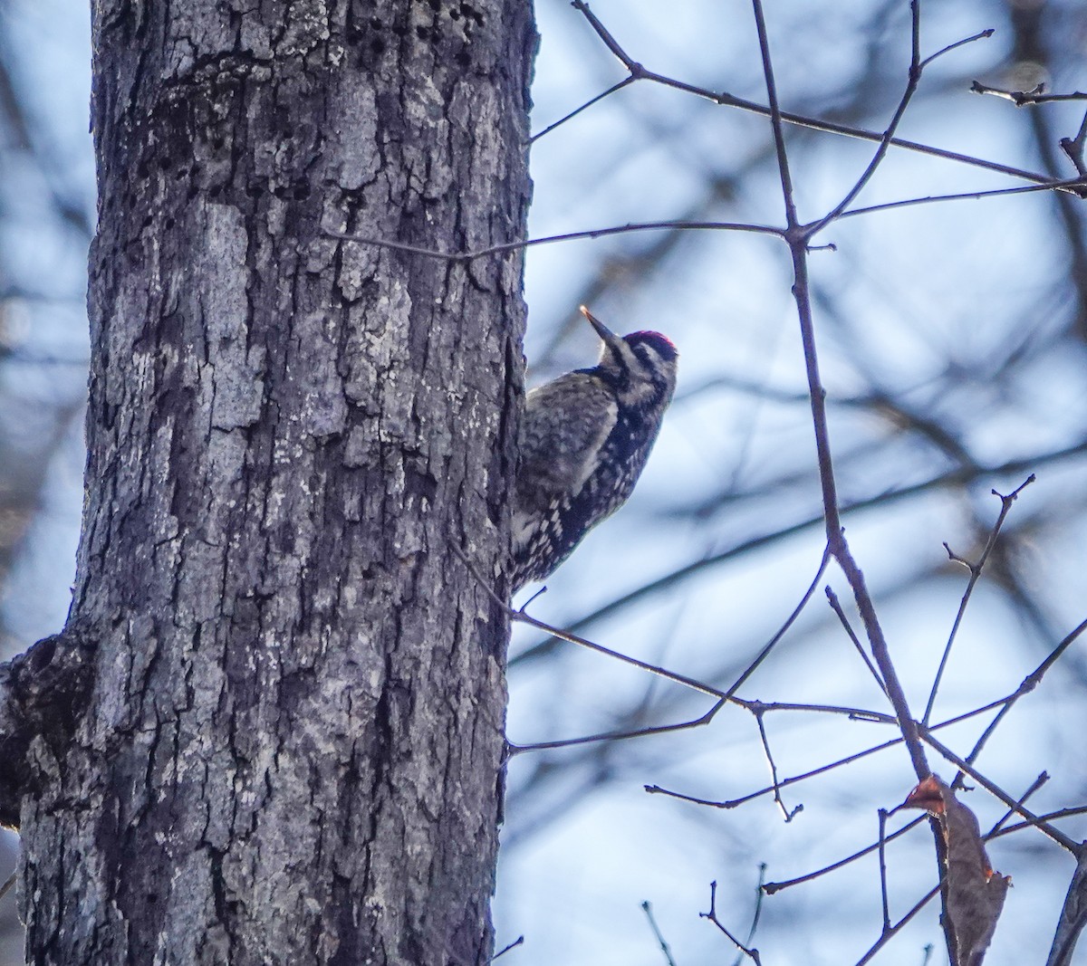 Yellow-bellied Sapsucker - ML529155751