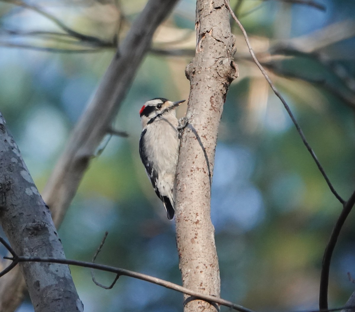 Downy Woodpecker - ML529155861