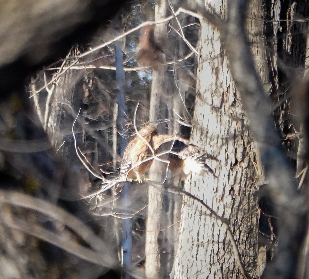 Red-shouldered Hawk - ML529155931