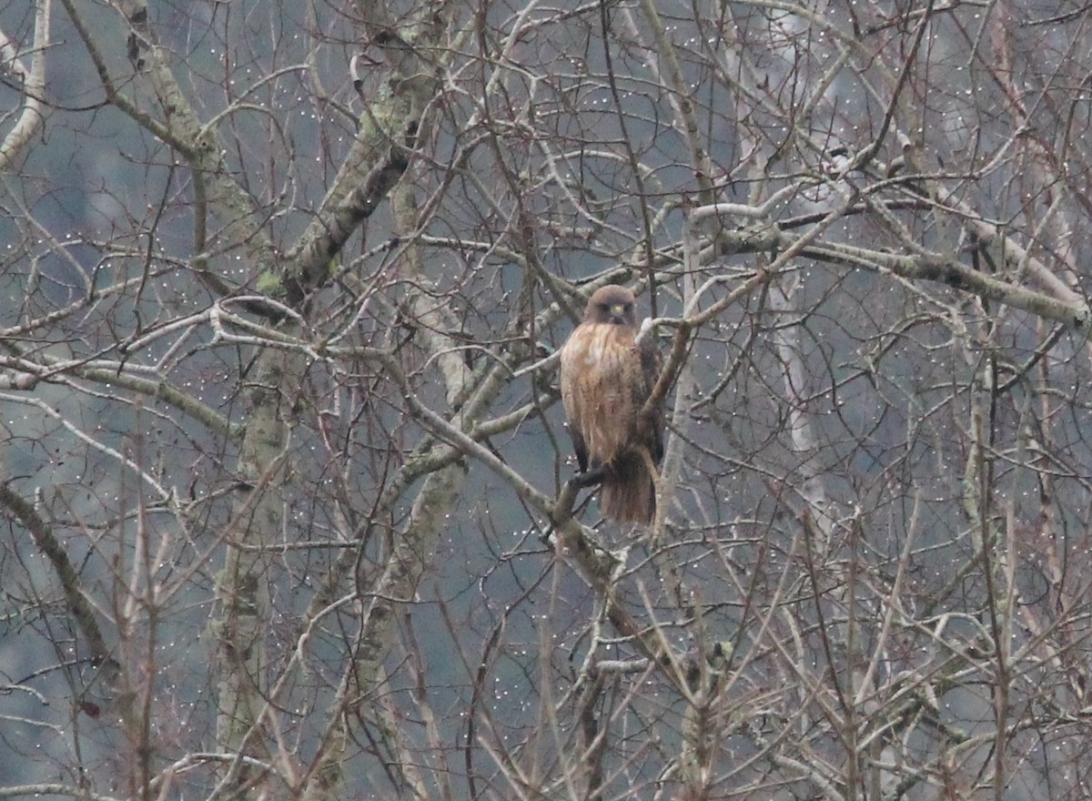 Red-tailed Hawk - ML529157371