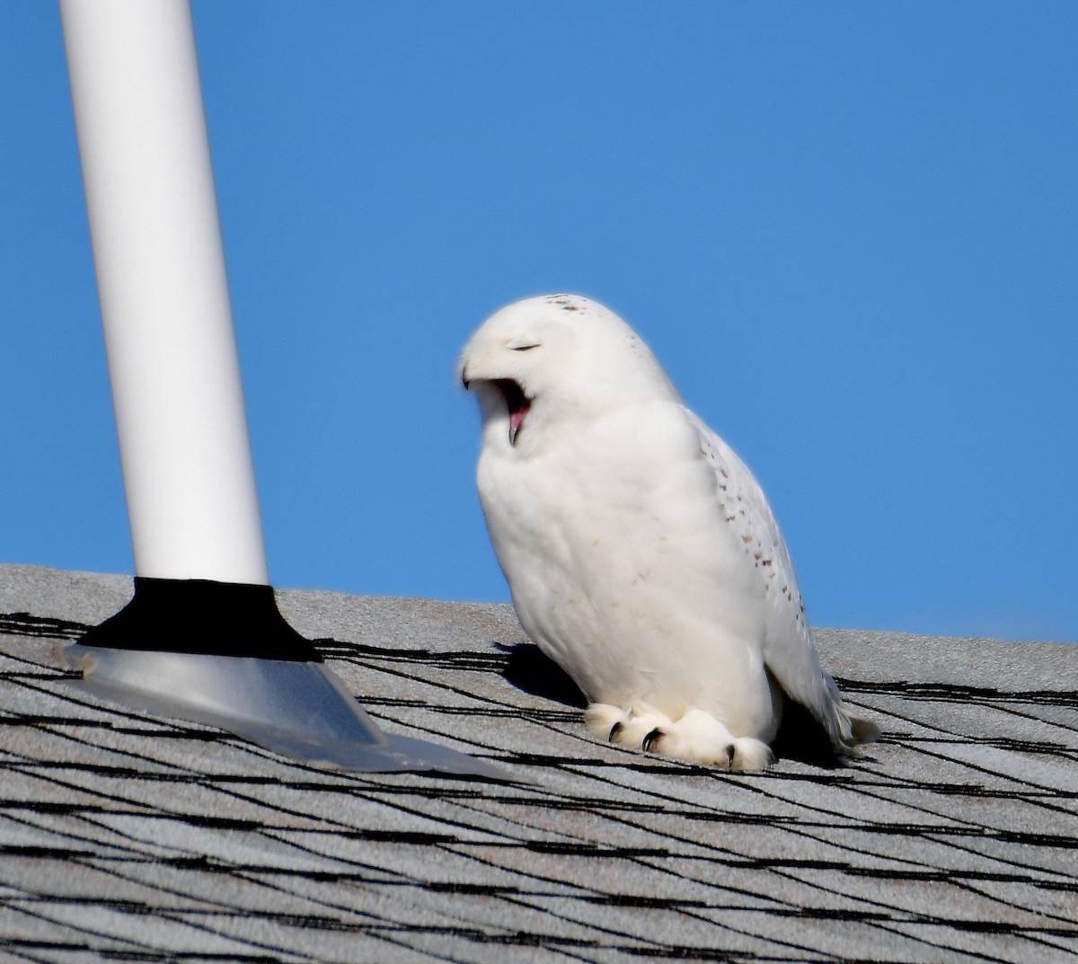 Snowy Owl - ML529159621