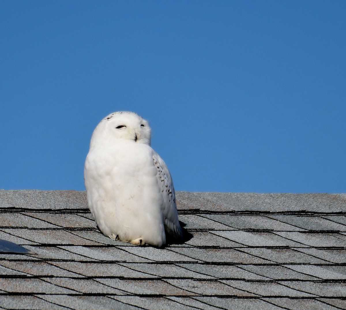 Snowy Owl - ML529159791