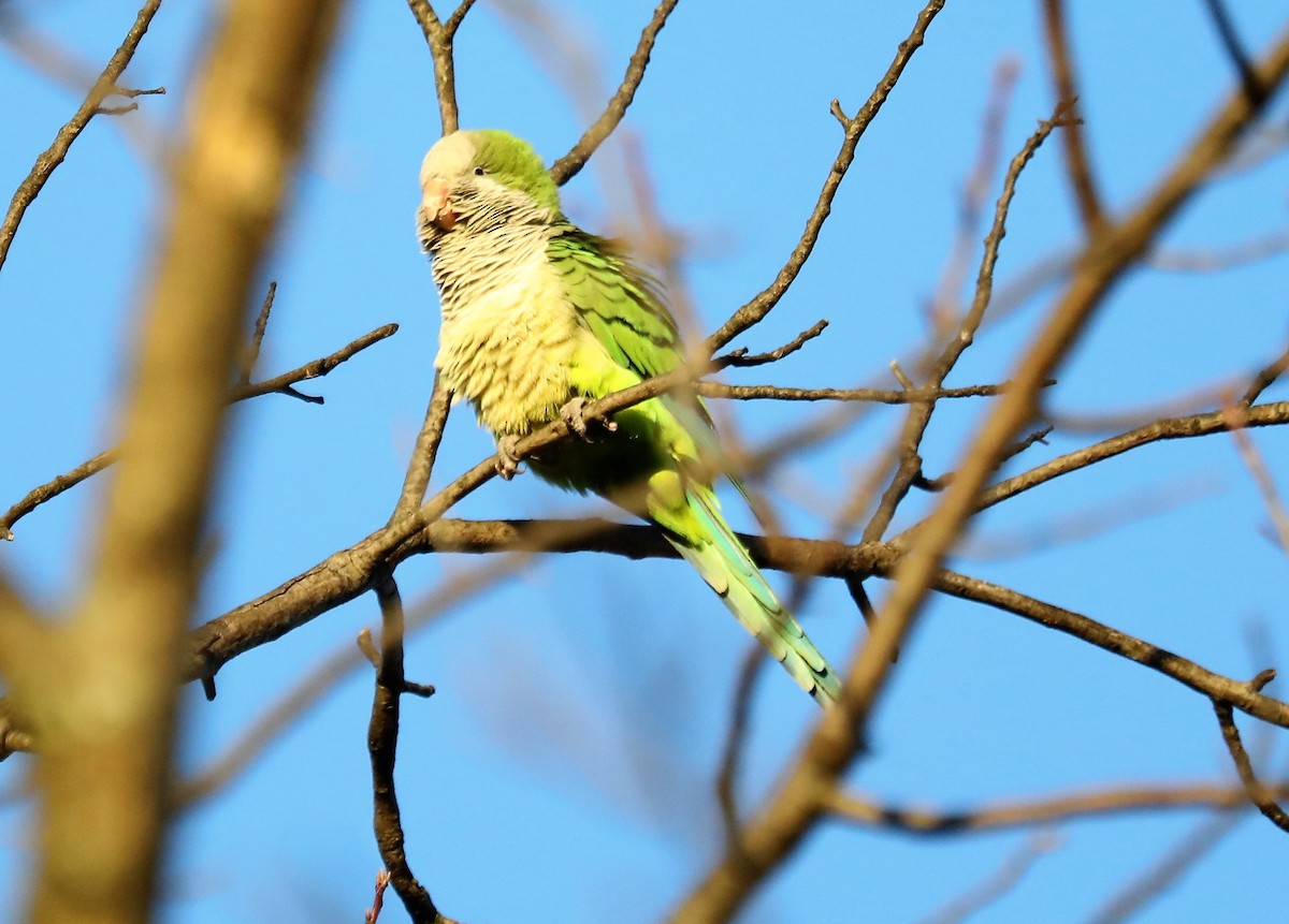 Monk Parakeet - ML529164301