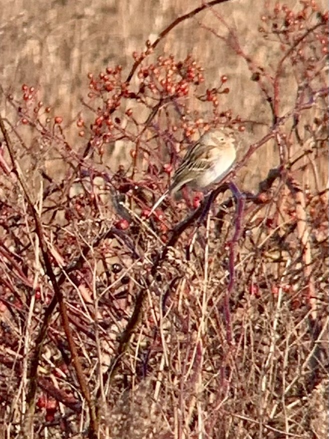 Field Sparrow - ML529164351