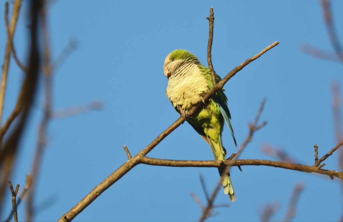 Monk Parakeet - ML529164461