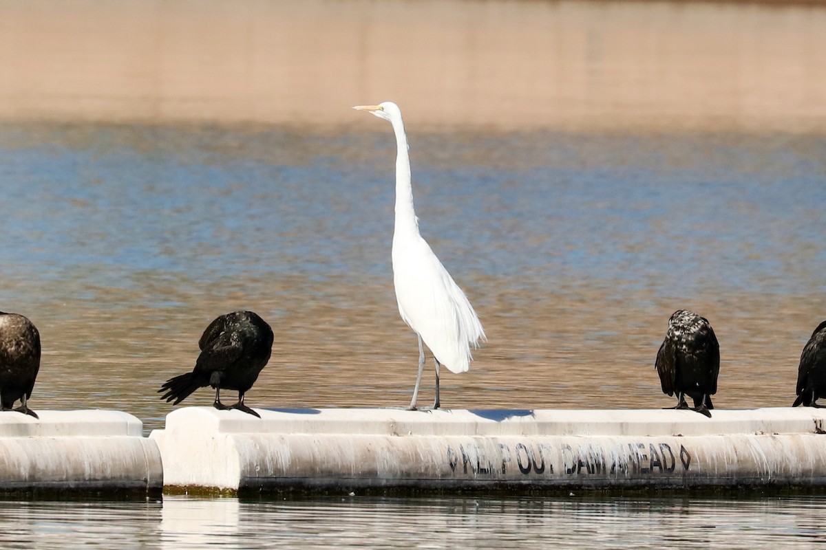 Great Egret - Sam Hogenson