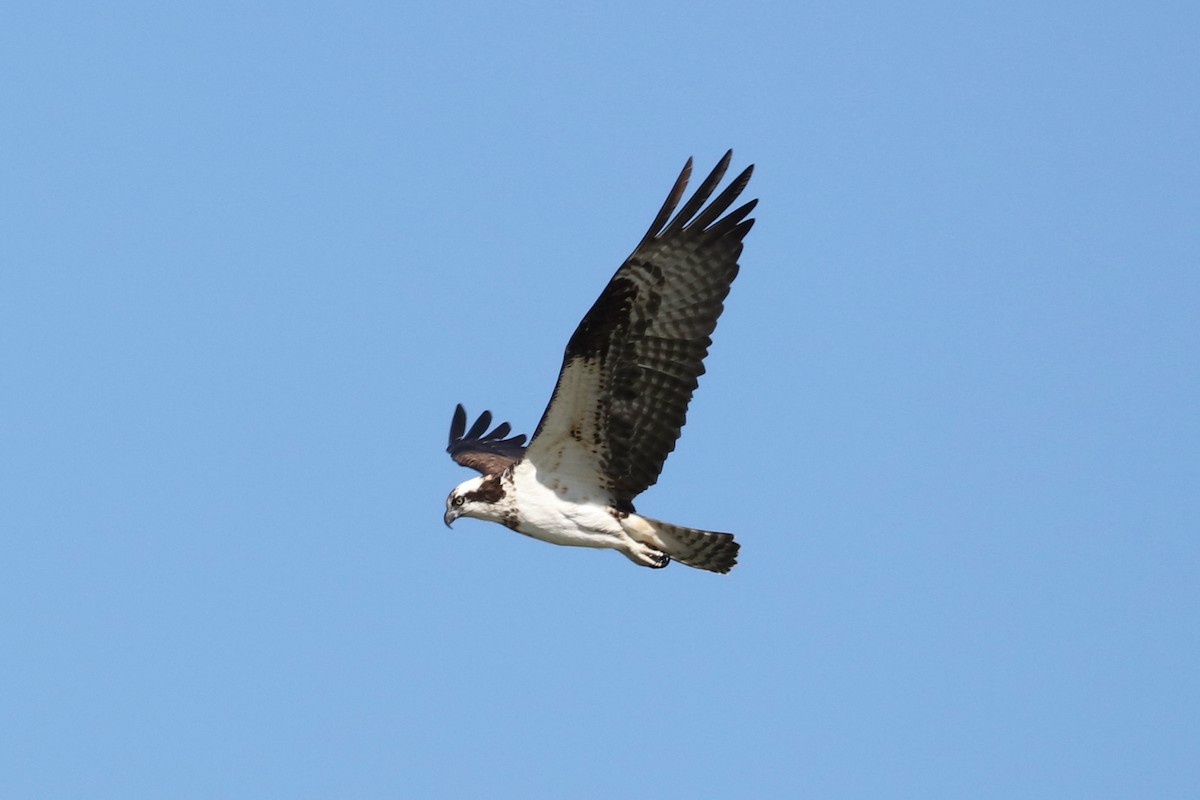 Osprey - ML529166301