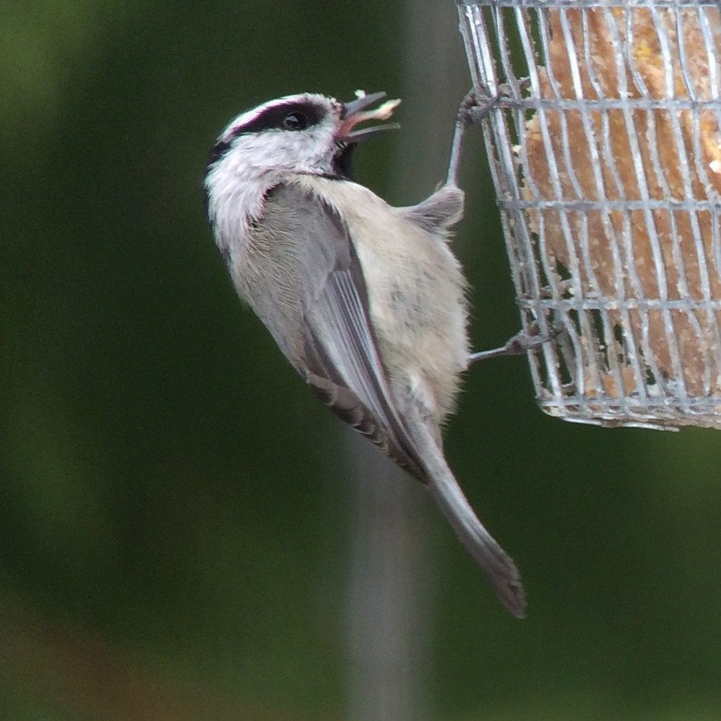 Mountain Chickadee - ML52916701