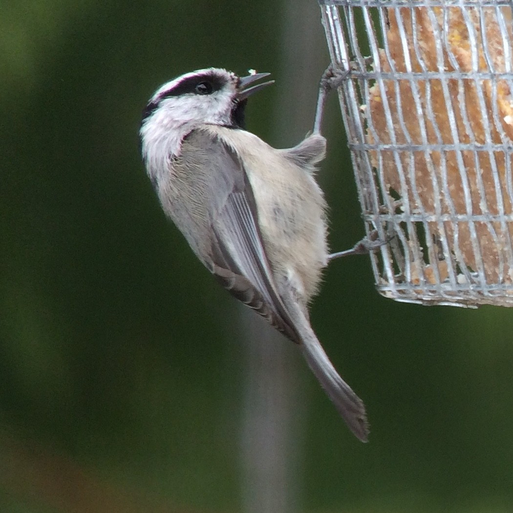 Mountain Chickadee - Dennis Leonard