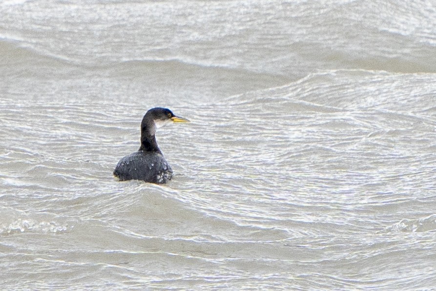 Red-necked Grebe - ML529167691
