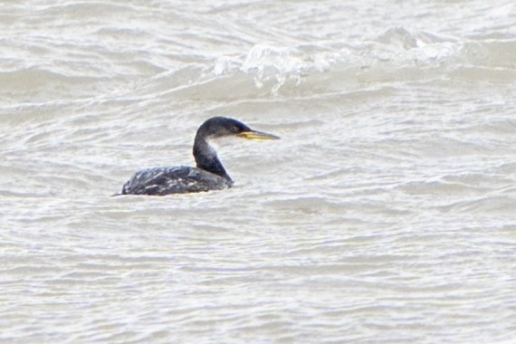 Red-necked Grebe - ML529167701
