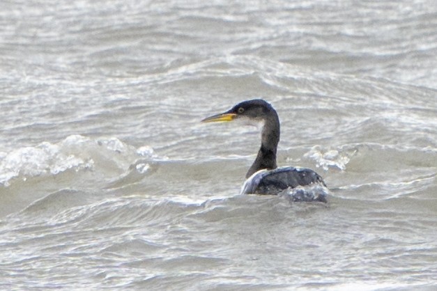 Red-necked Grebe - ML529167711