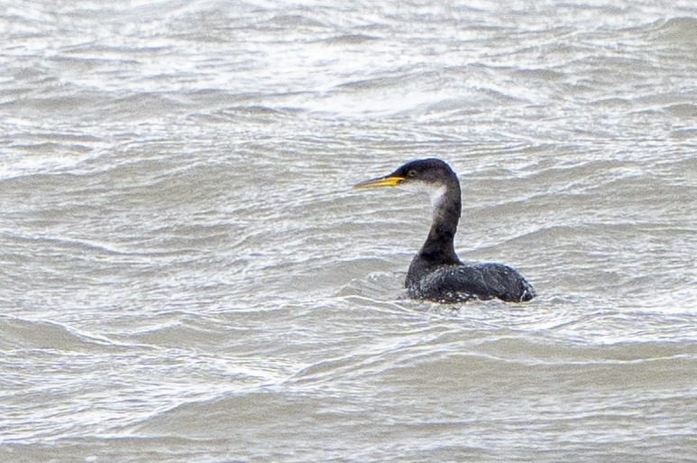 Red-necked Grebe - ML529167721