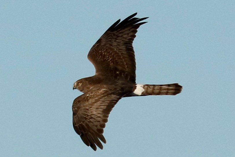 Northern Harrier - ML529168261