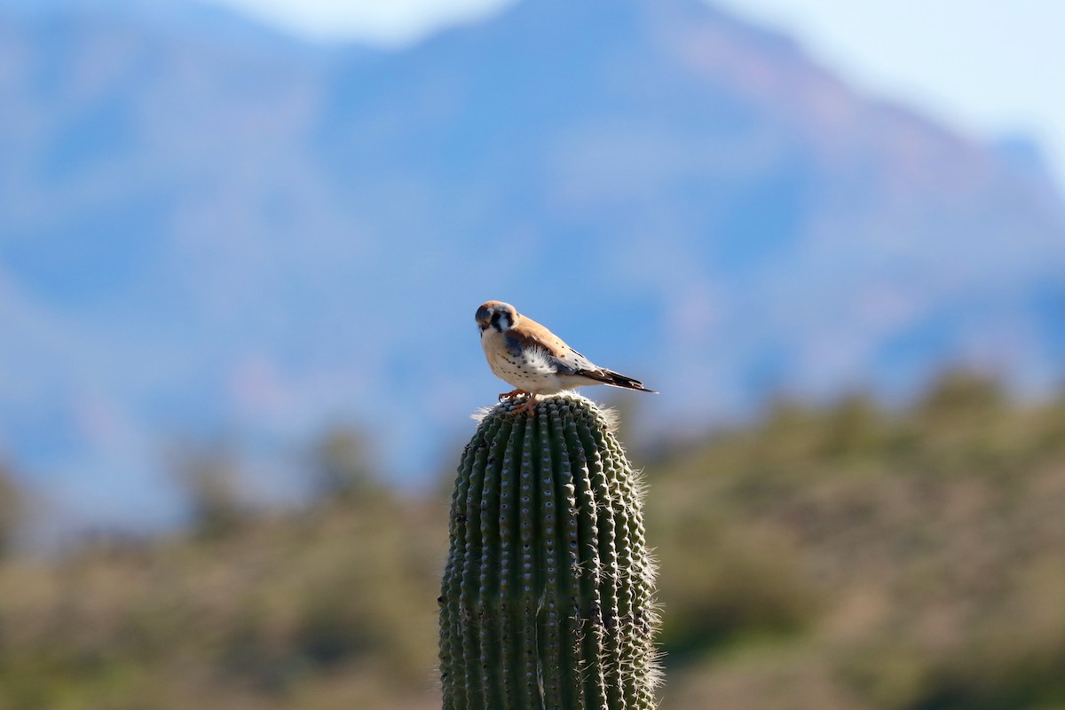 American Kestrel - ML529168821