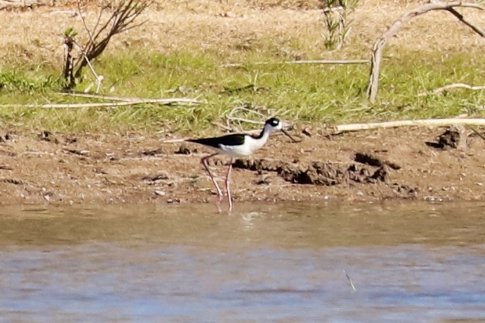 Black-necked Stilt - ML529169561