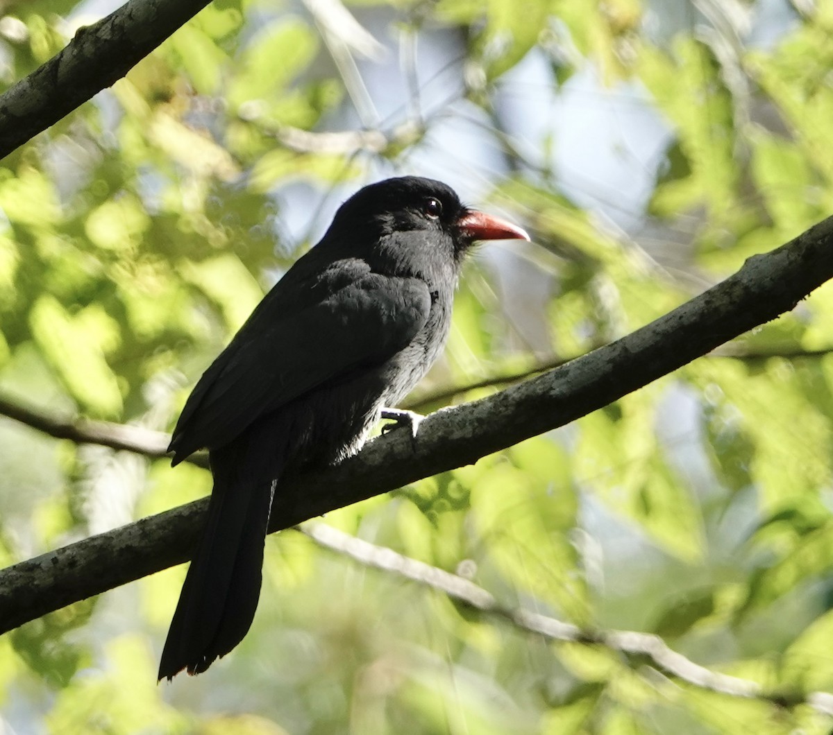 Schwarzstirn-Faulvogel - ML529169591