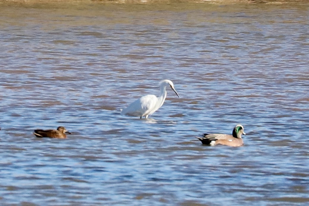 Snowy Egret - ML529169741