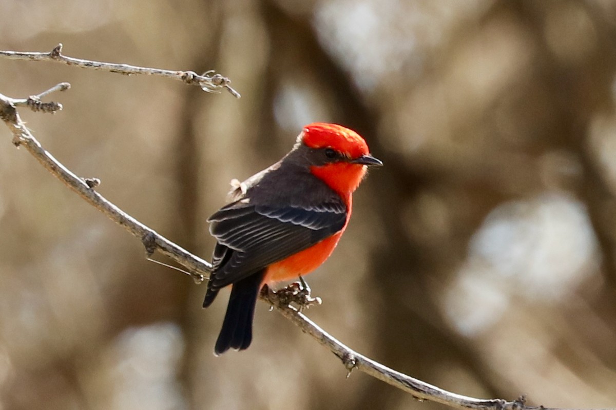 Vermilion Flycatcher - ML529169791