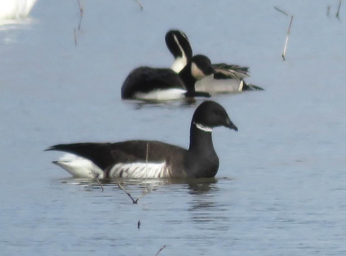 Казарка чорна (підвид nigricans) - ML529169991