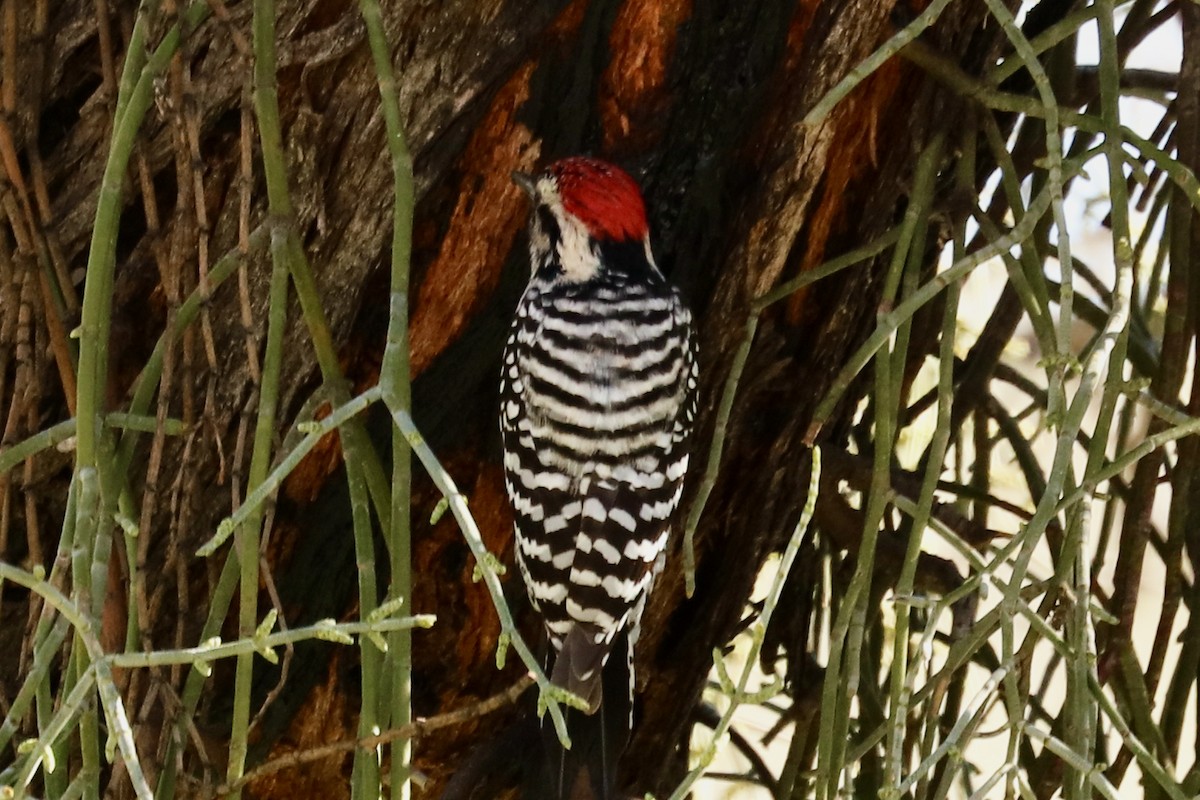 Ladder-backed Woodpecker - ML529170001