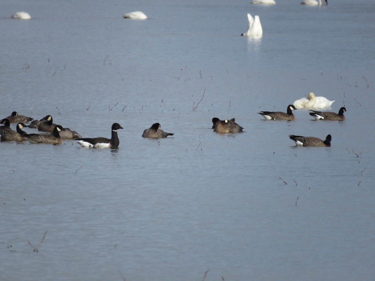 Казарка чорна (підвид nigricans) - ML529170071