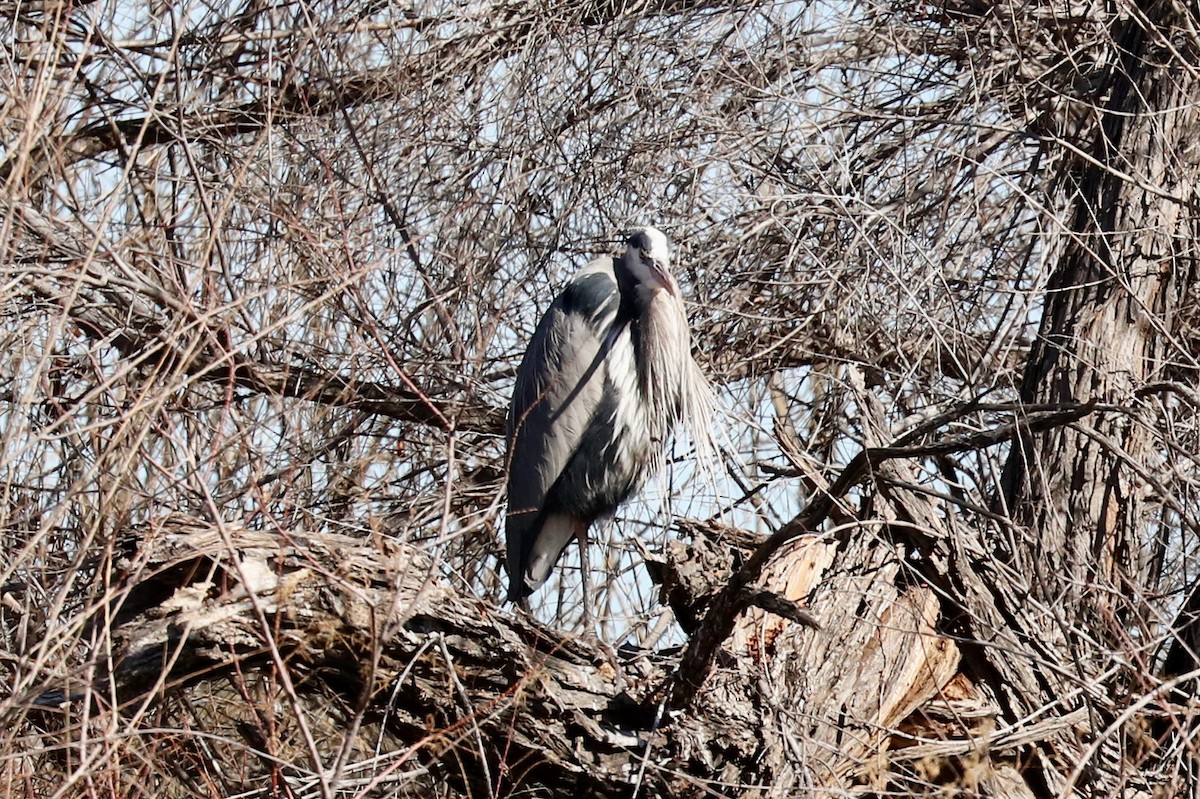 Great Blue Heron - ML529170221