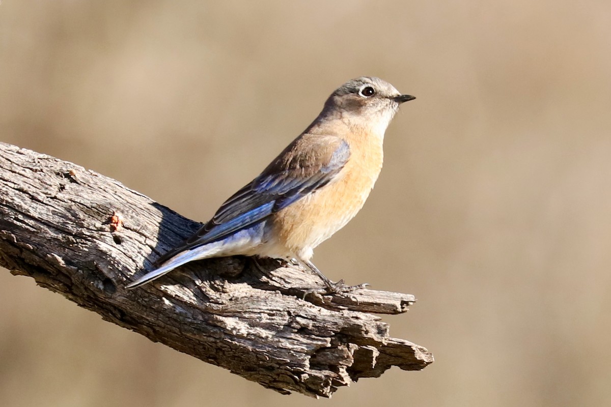 Western Bluebird - ML529170651