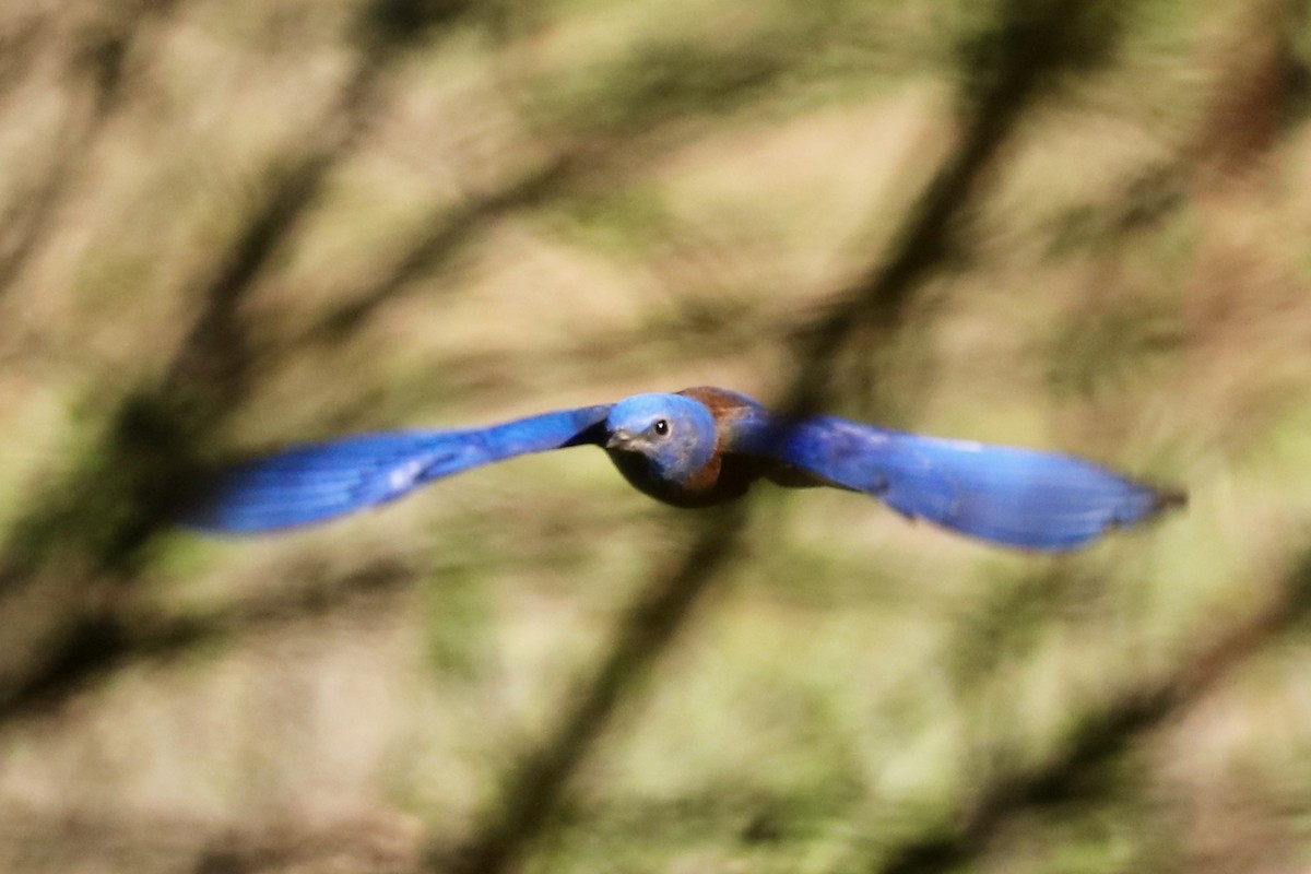 Western Bluebird - ML529170731