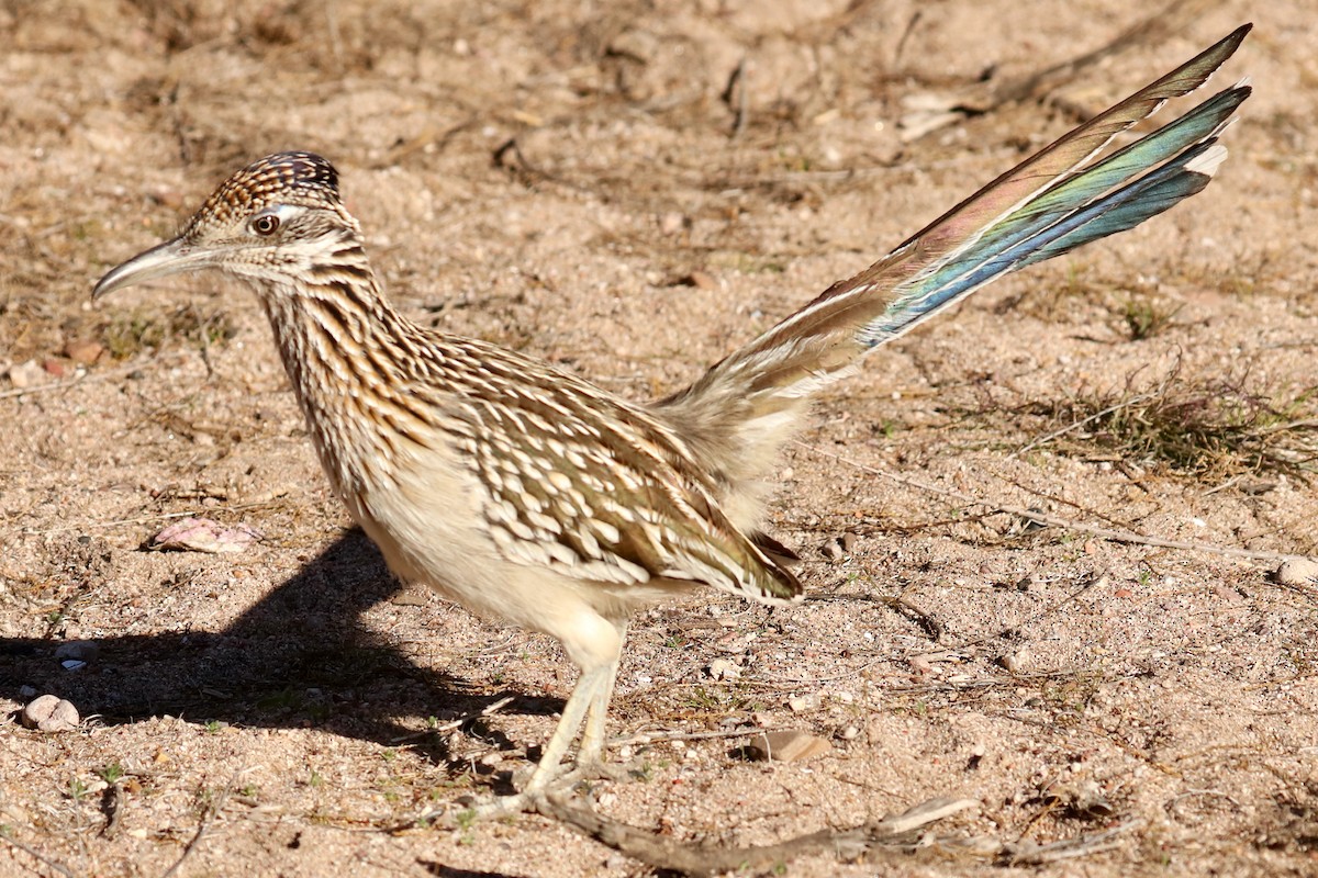 Greater Roadrunner - Sam Hogenson