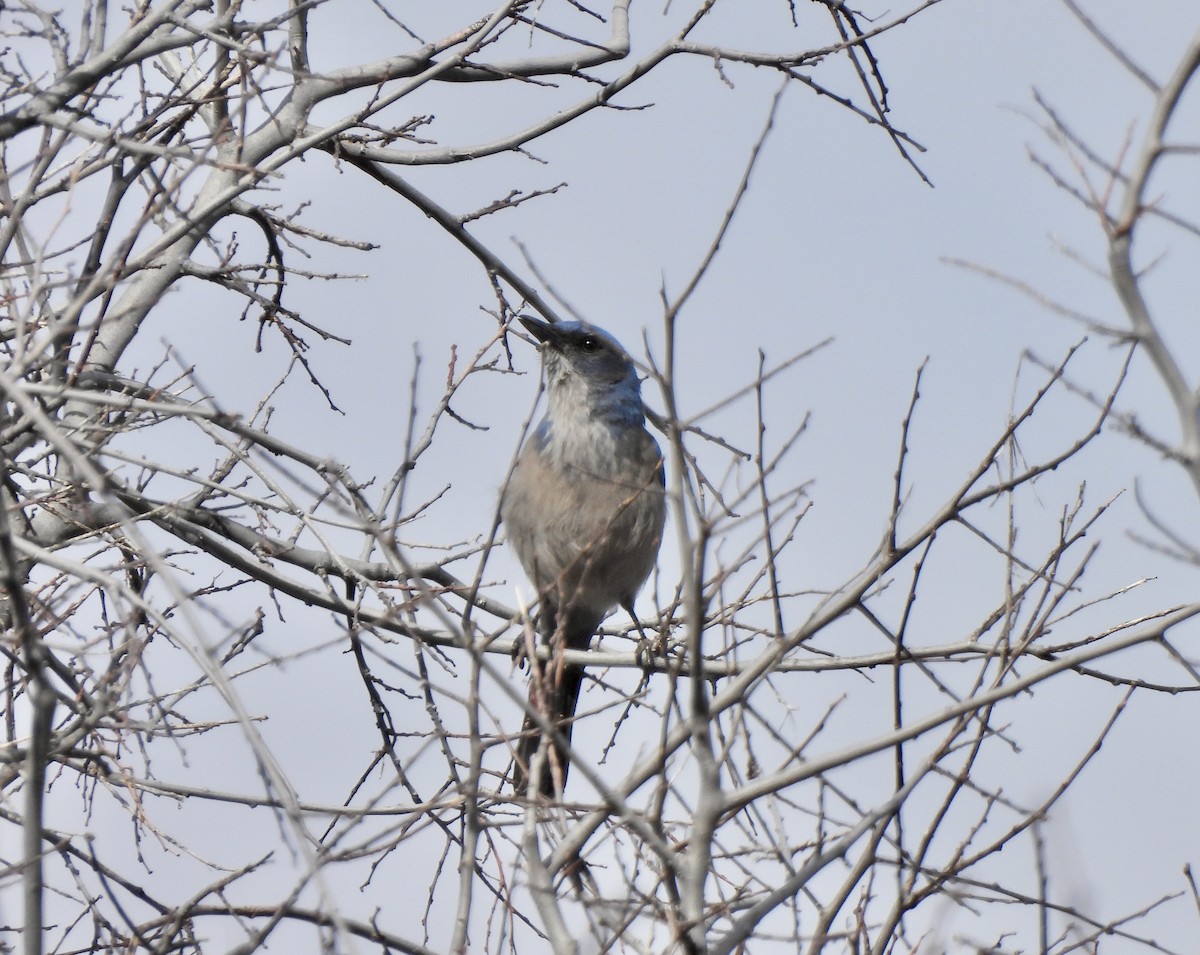 Woodhouse's Scrub-Jay - Colin Danch