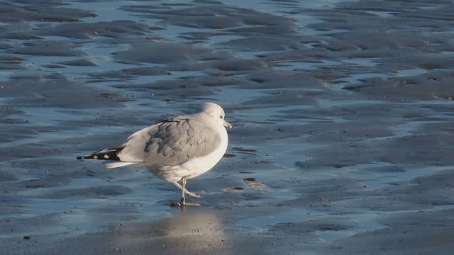 Goéland cendré (canus) - ML529173381