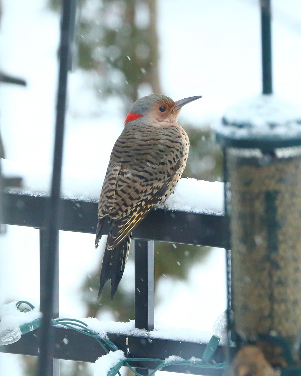 Northern Flicker - ML529173481