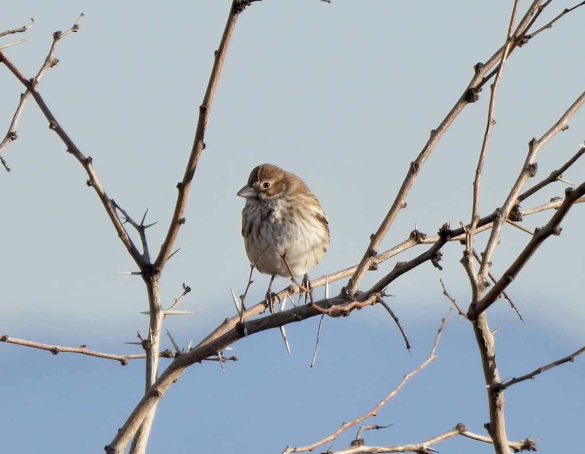 Lark Bunting - ML529173991