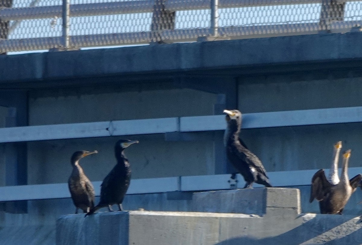 Great Cormorant - ML529174021