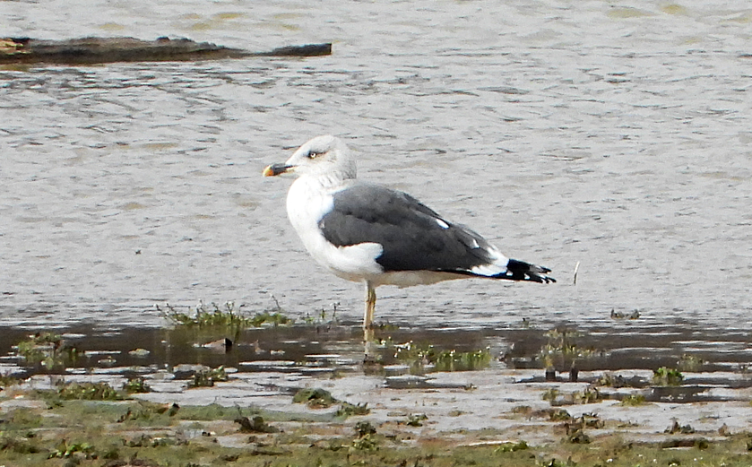 Бэсрэг цахлай - ML529175601