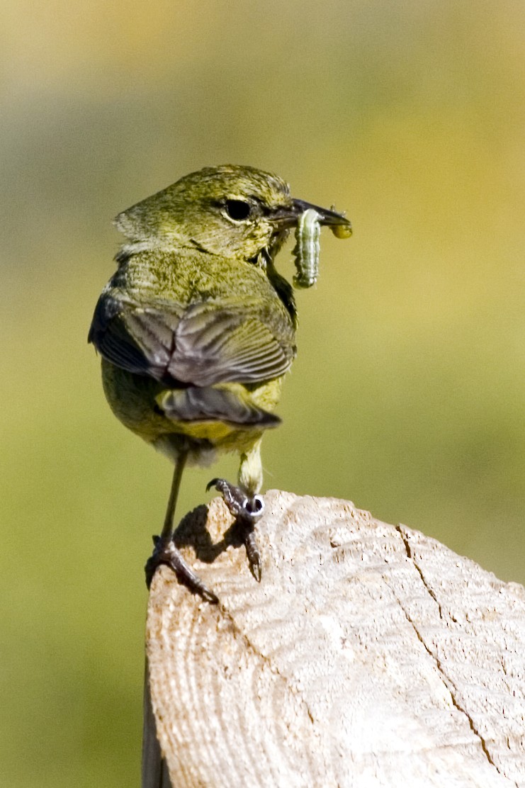 Orange-crowned Warbler - ML529177111