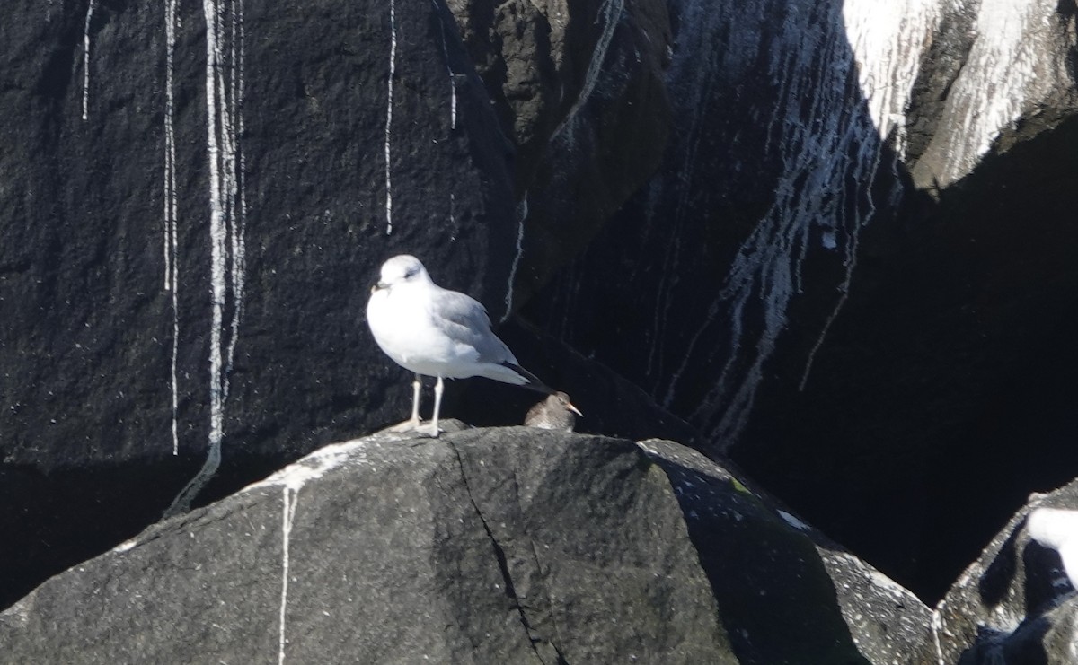 Purple Sandpiper - ML529177321