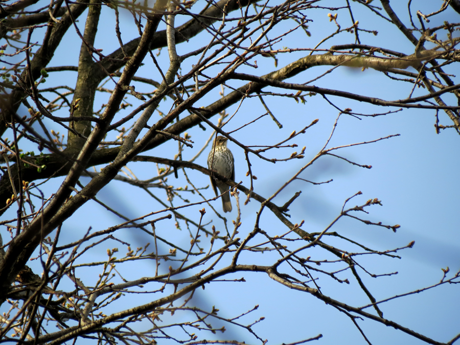 Mistle Thrush - ML52917751